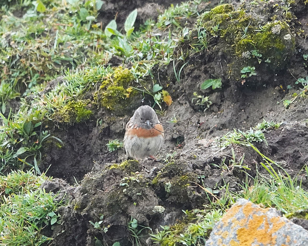 Robin Accentor - ML642518565