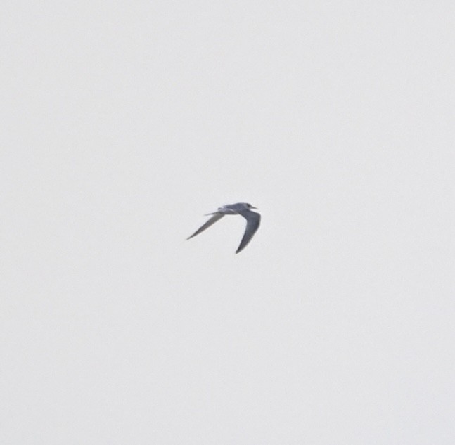 Common Tern - ML642518568