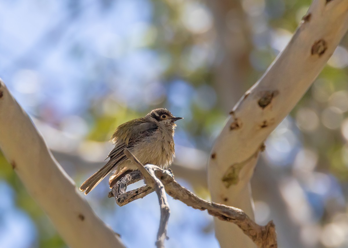 Brown-headed Honeyeater - ML642518578