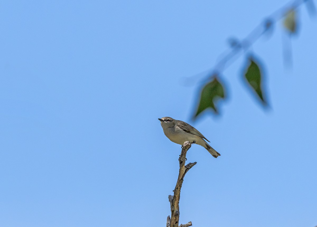 Western Gerygone - ML642518593