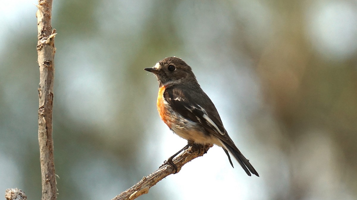 Scarlet Robin (Campbell's) - ML642518596