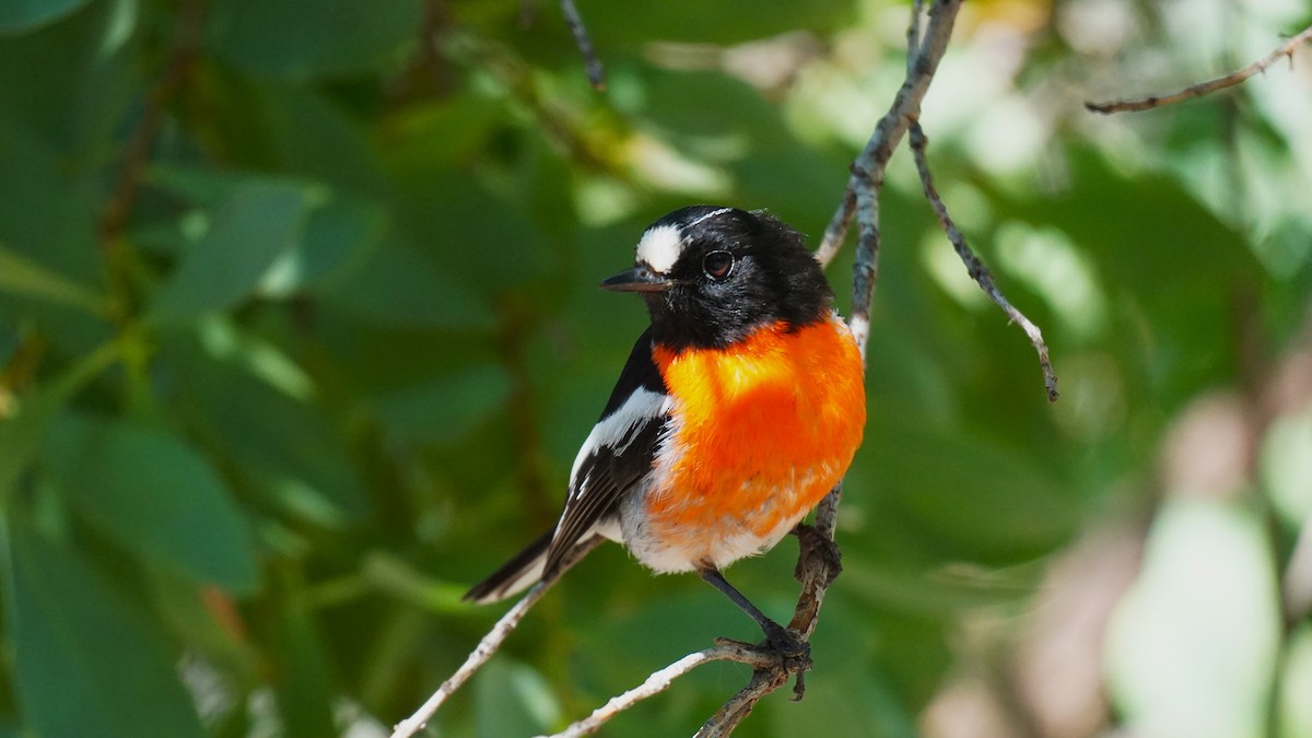 Scarlet Robin (Campbell's) - ML642518598