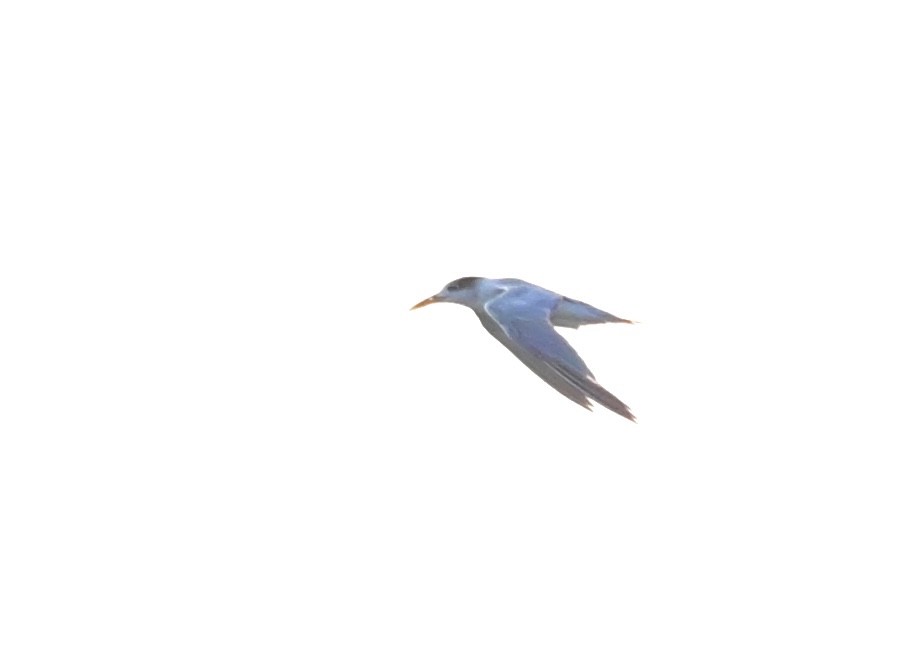 Lesser Crested Tern - ML642518600
