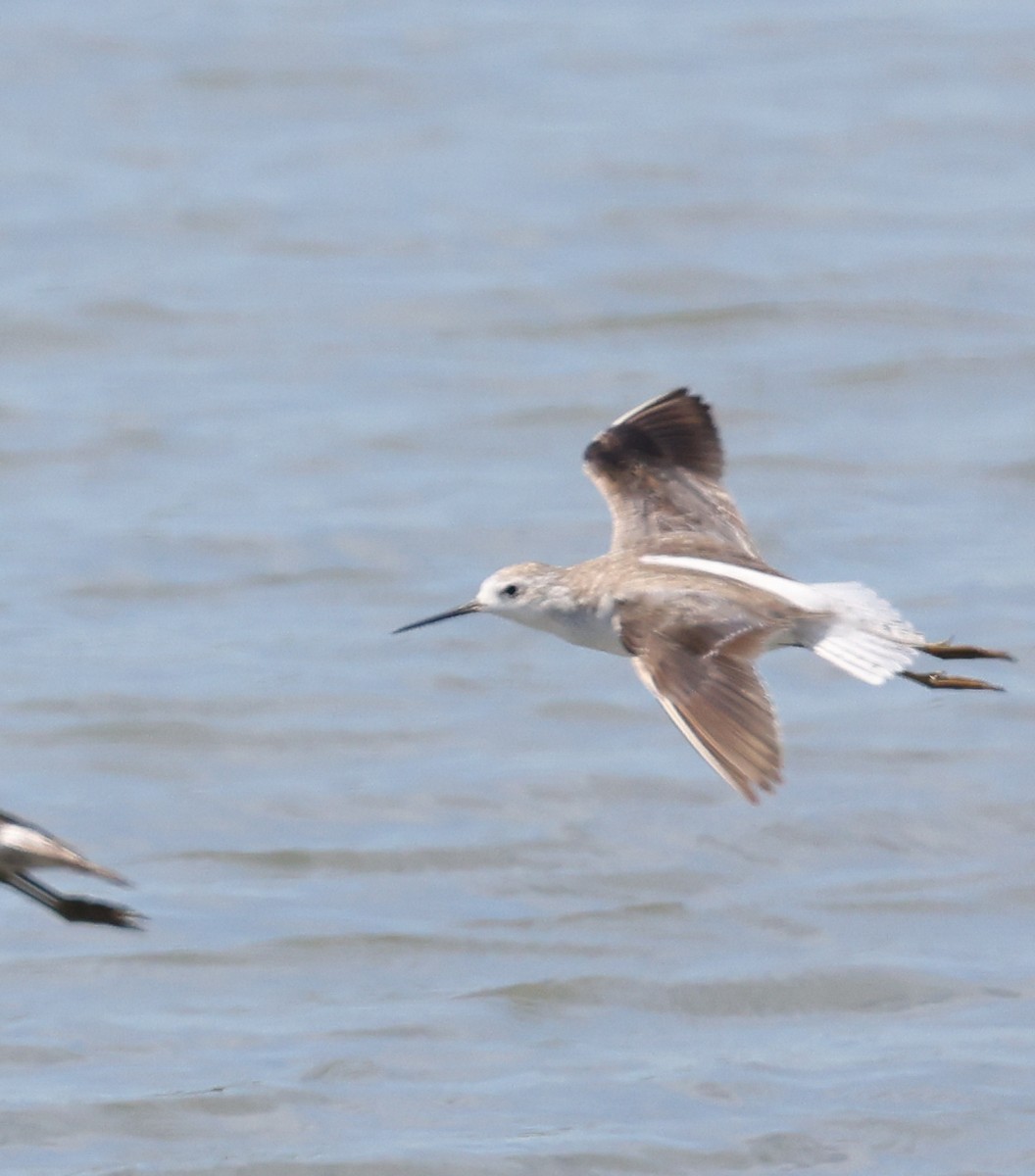 Marsh Sandpiper - ML642518618