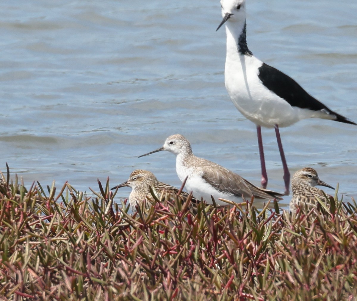 Marsh Sandpiper - ML642518619