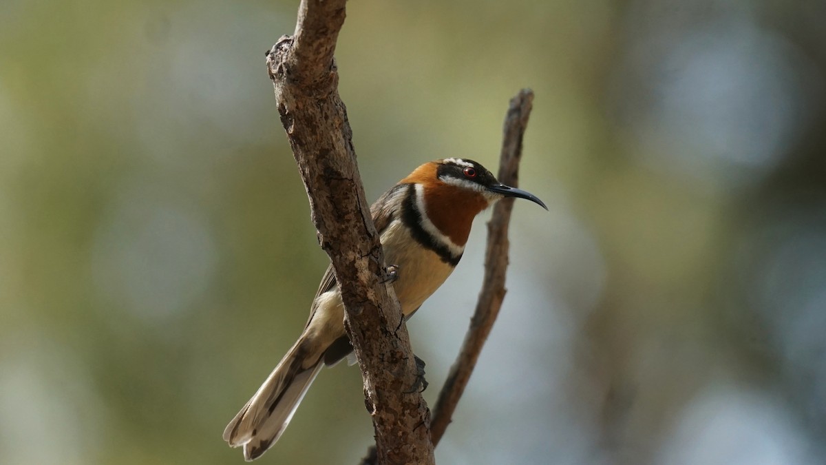 Western Spinebill - ML642518621