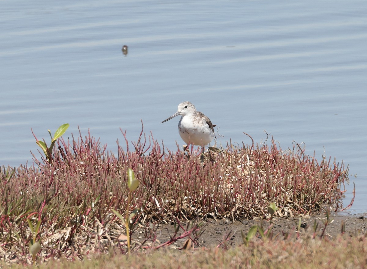 Common Greenshank - ML642518623