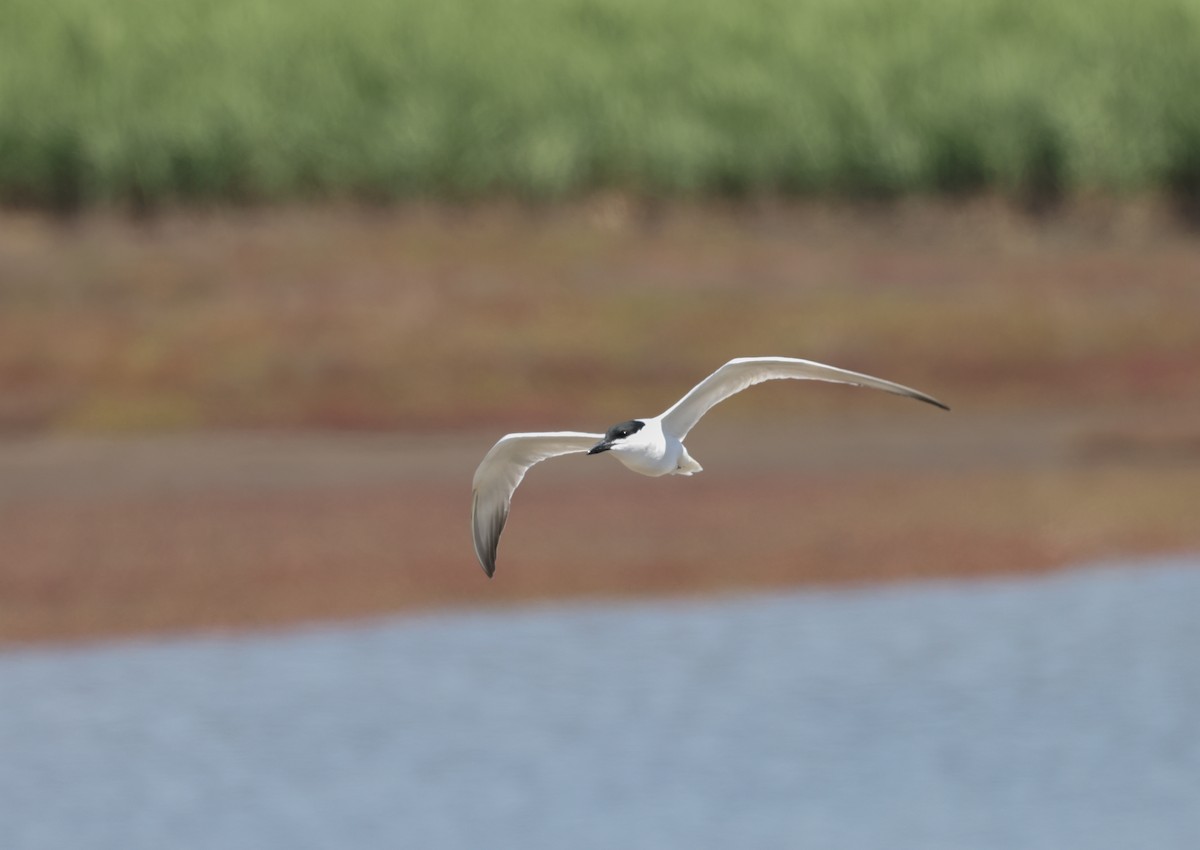 Australian Tern - ML642518626
