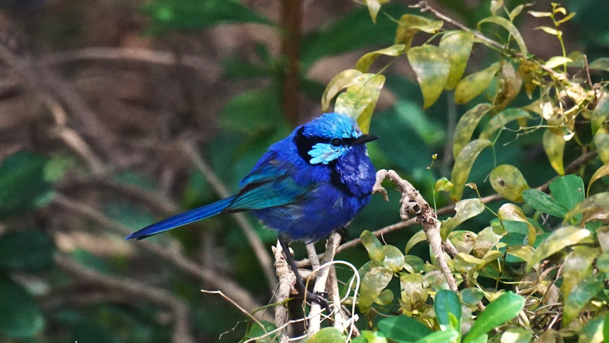 Splendid Fairywren - ML642518628