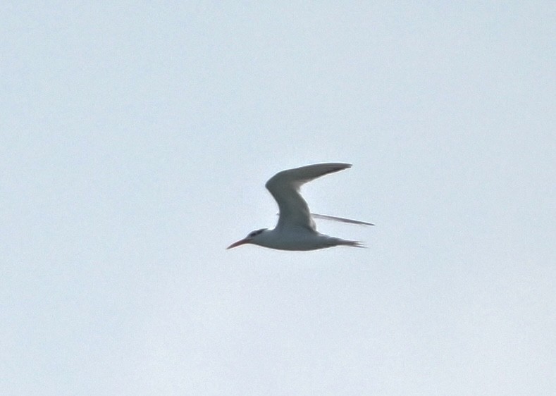 Lesser Crested Tern - ML642518630