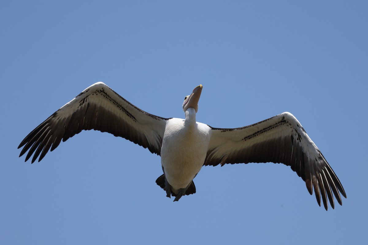 Australian Pelican - ML642518632