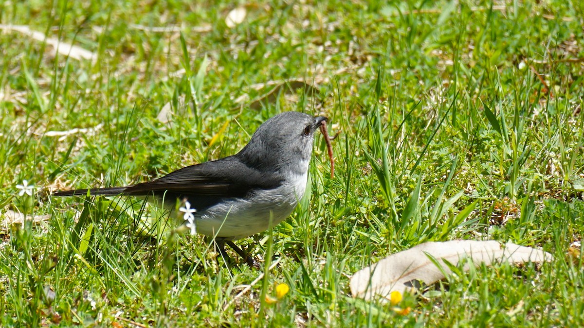 White-breasted Robin - ML642518634