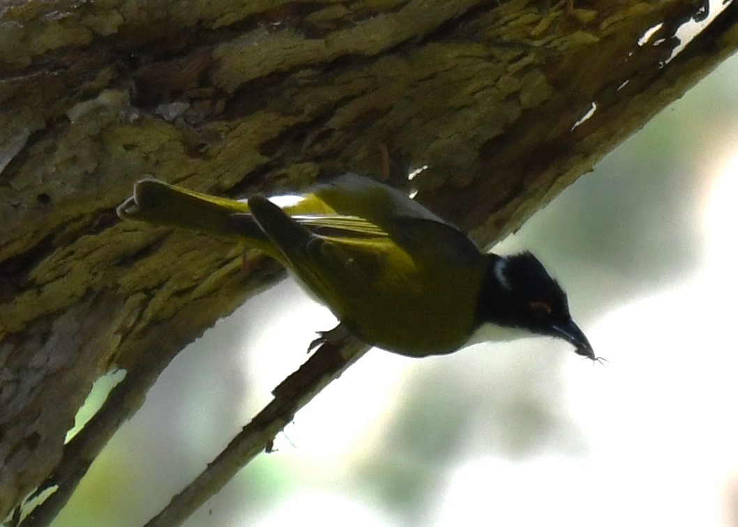 White-naped Honeyeater - ML642518650