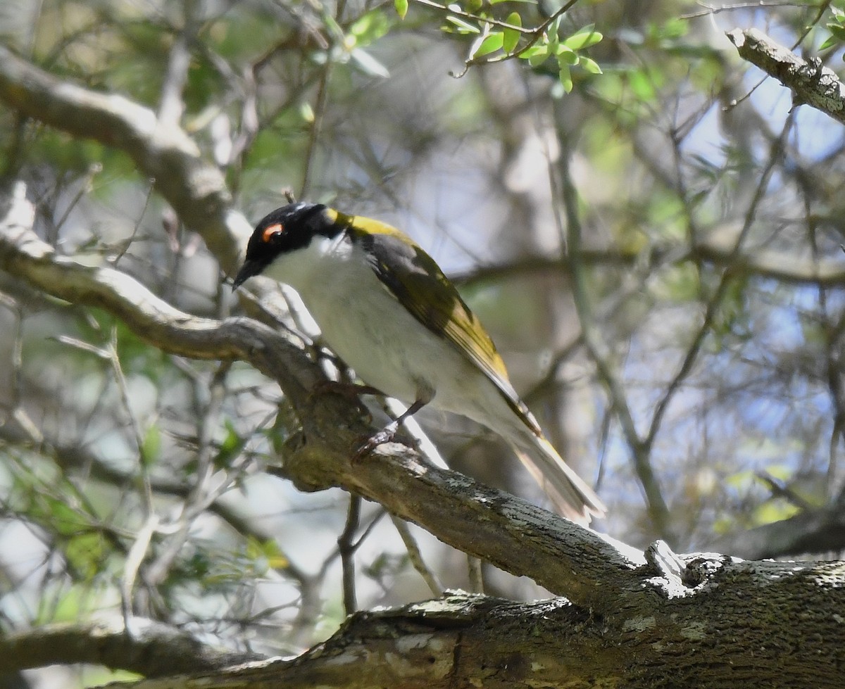 White-naped Honeyeater - ML642518651