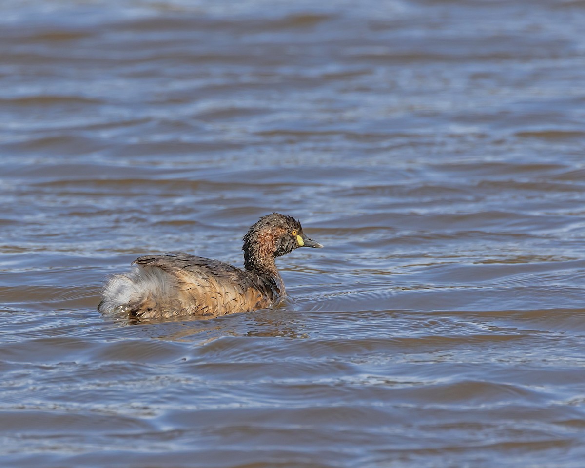 Australasian Grebe - ML642518672