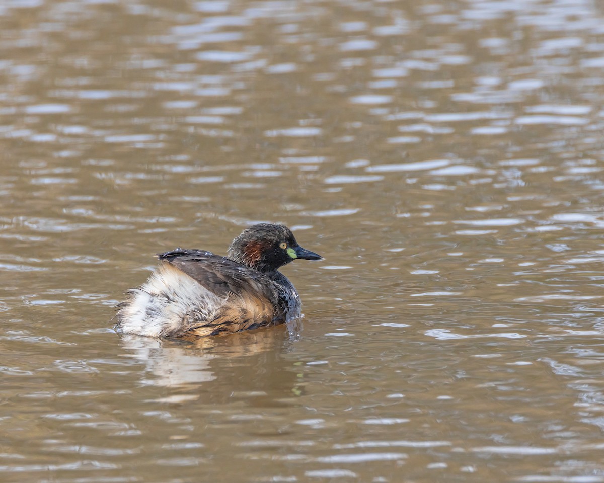 Australasian Grebe - ML642518673