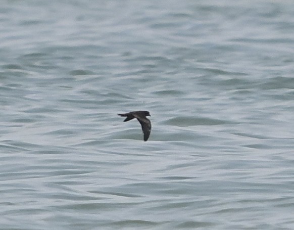Swinhoe's Storm-Petrel - ML642518689