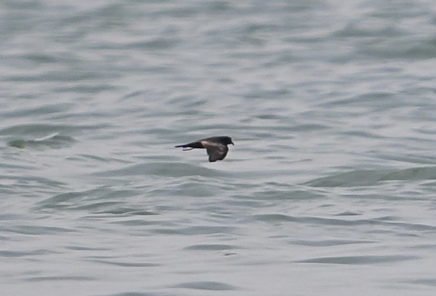 Swinhoe's Storm-Petrel - ML642518690