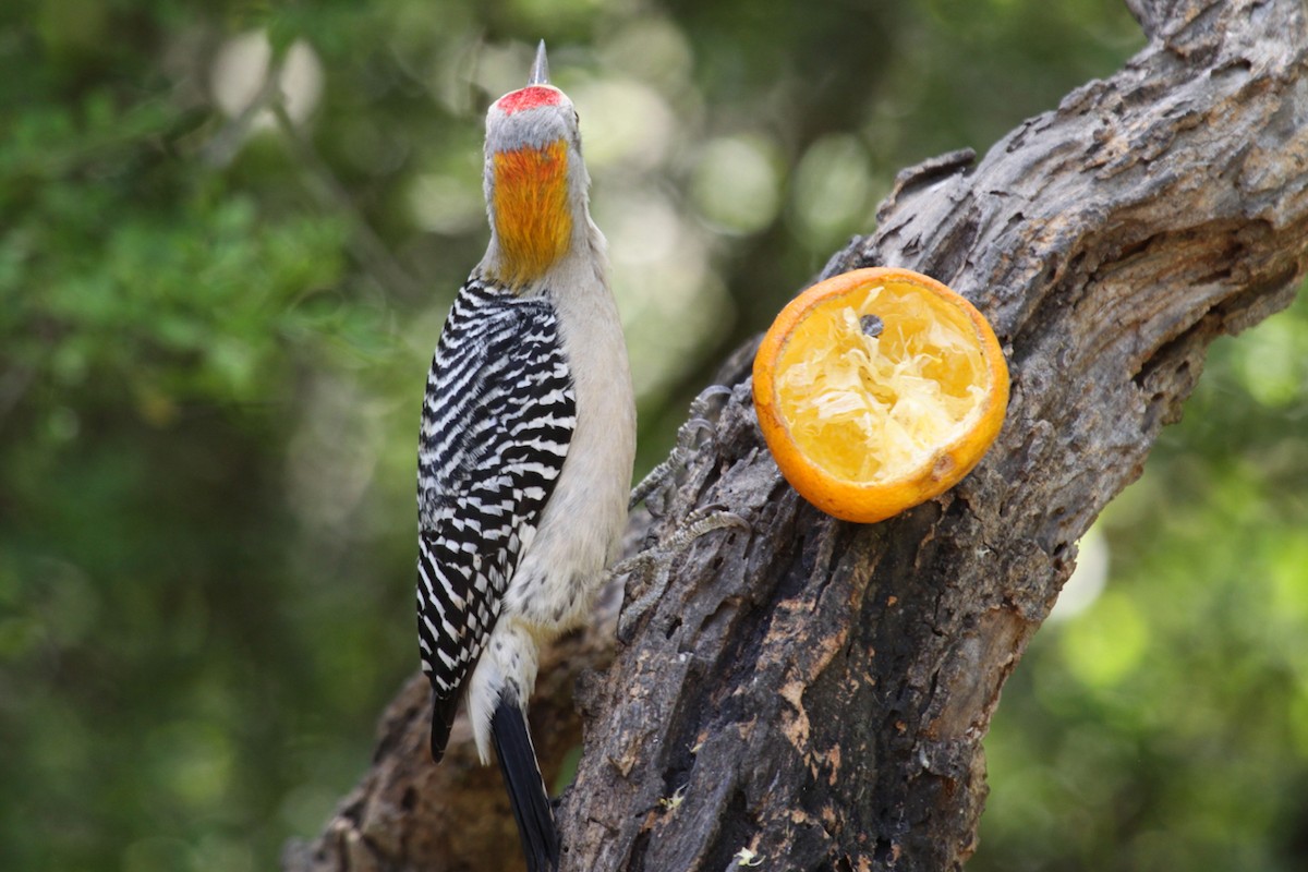 Golden-fronted Woodpecker - ML642518692