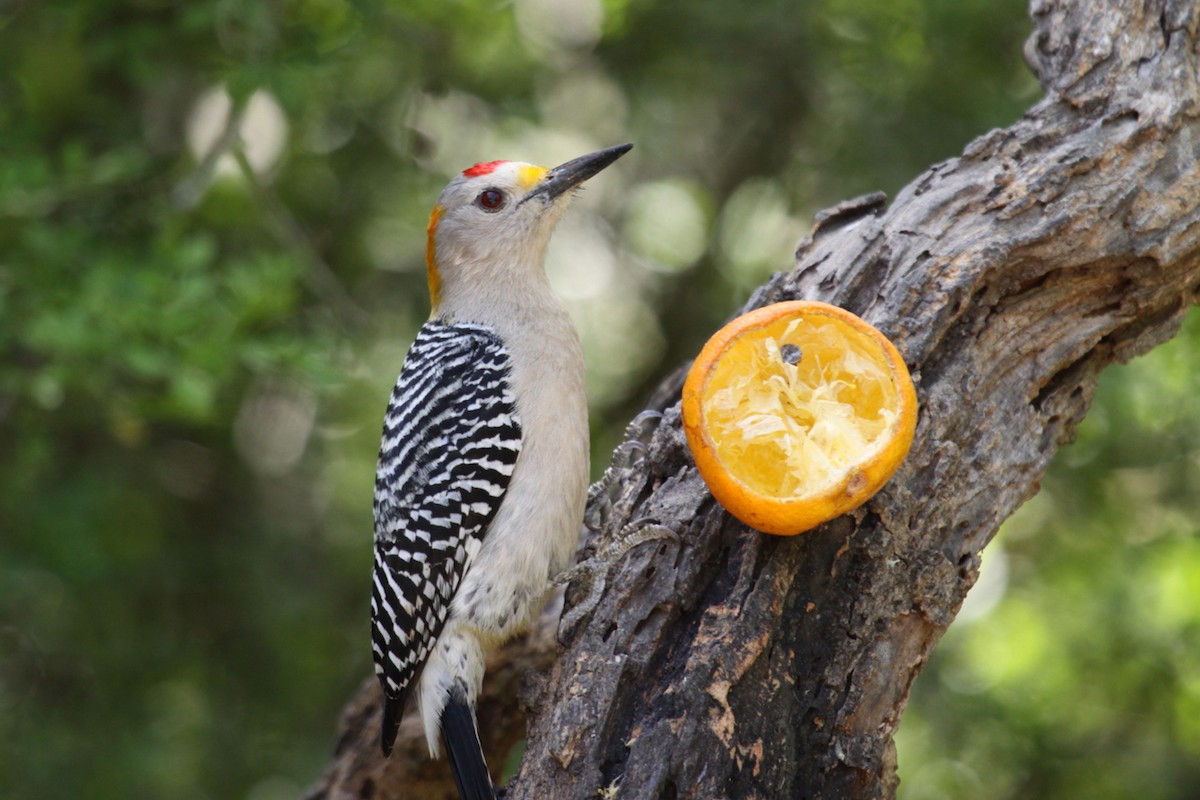 Golden-fronted Woodpecker - ML642518693