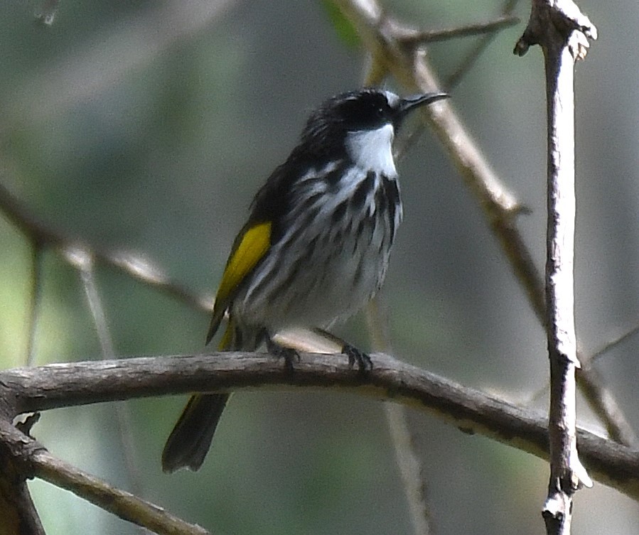 White-cheeked Honeyeater - ML642518698