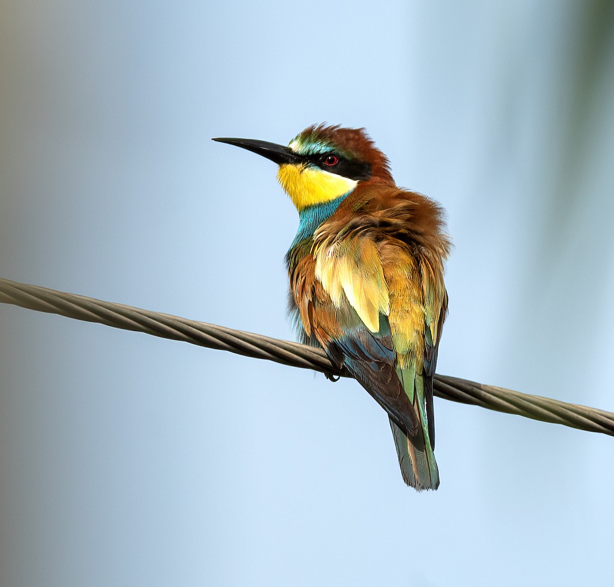 European Bee-eater - ML642518700
