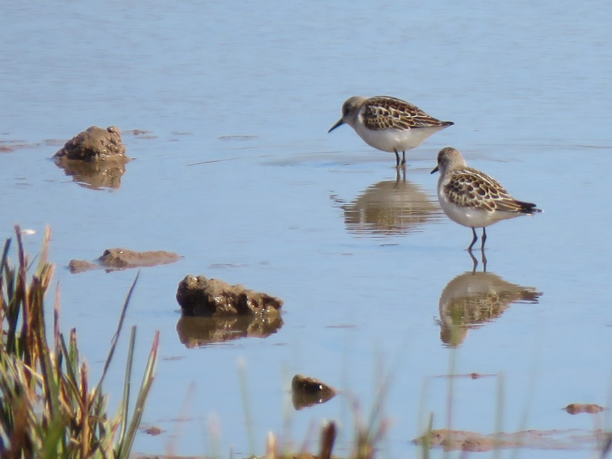 Little Stint - ML642518707