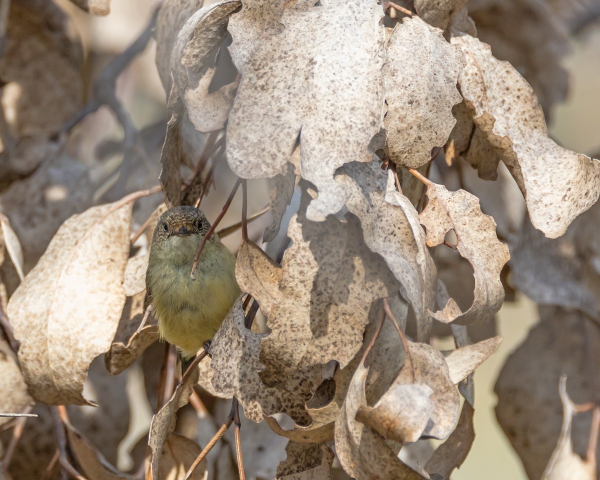 Buff-rumped Thornbill - ML642518716