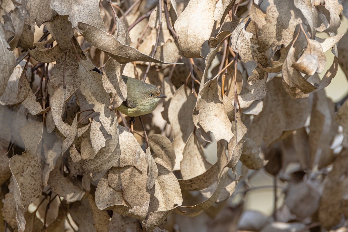 Buff-rumped Thornbill - ML642518717