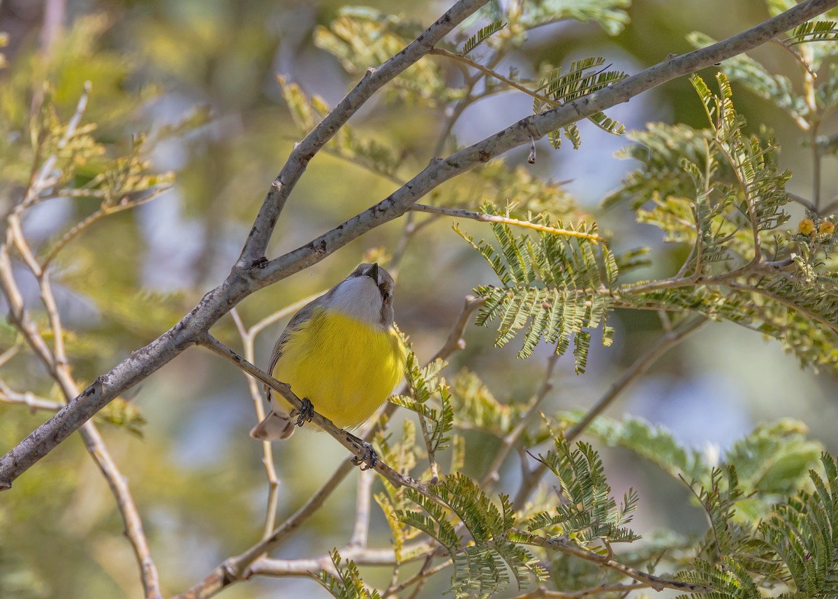 White-throated Gerygone - ML642518729