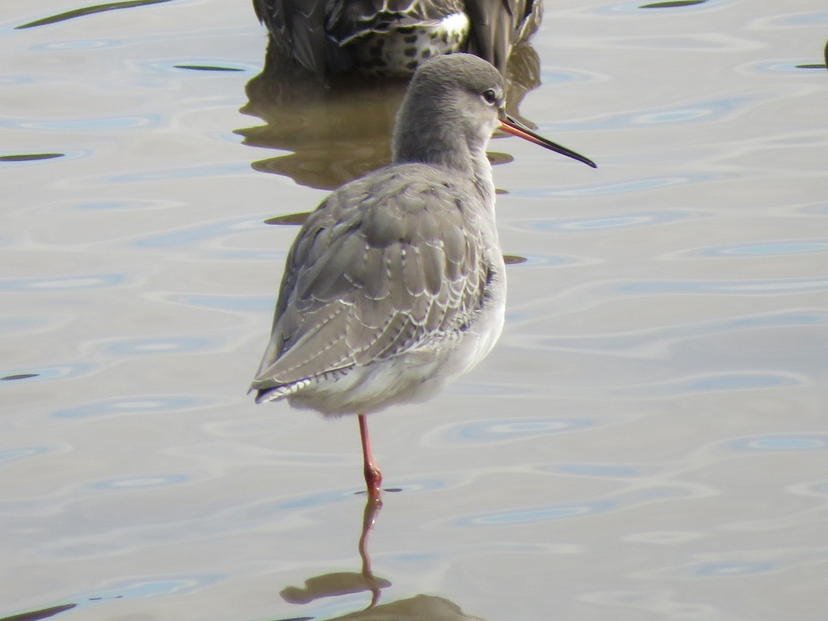 Spotted Redshank - ML642518735