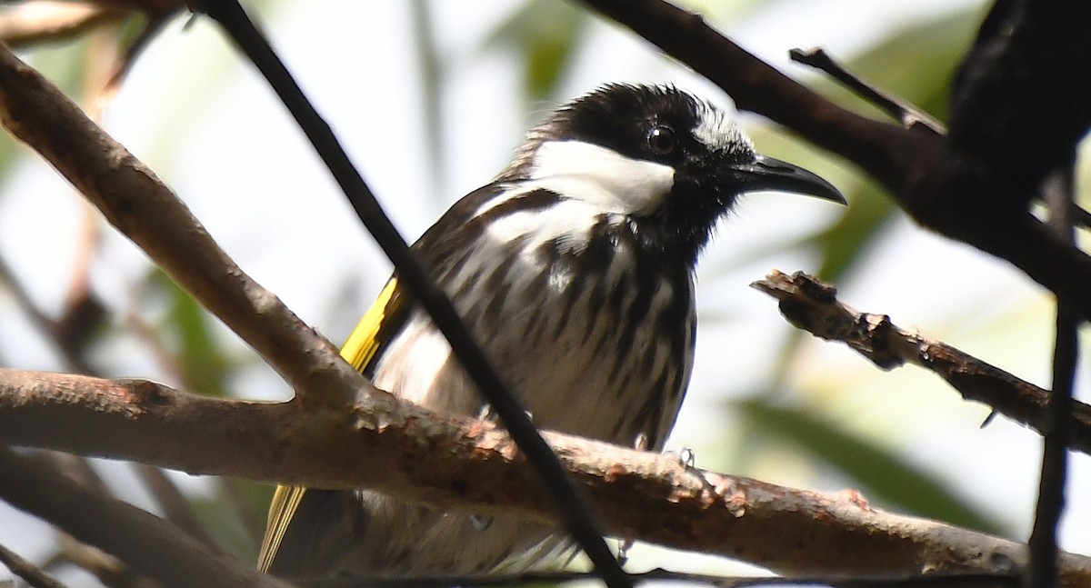 White-cheeked Honeyeater - ML642518738