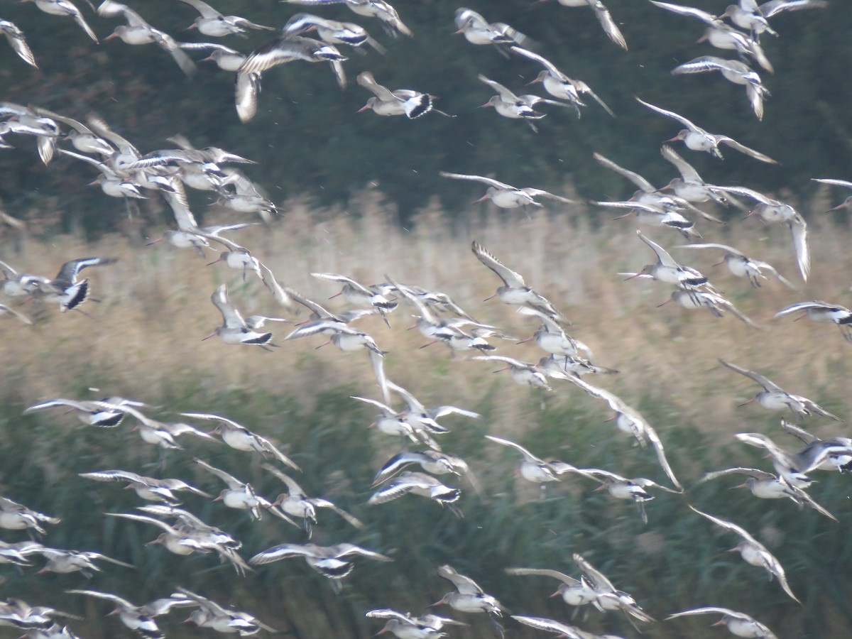 Black-tailed Godwit - ML642518746