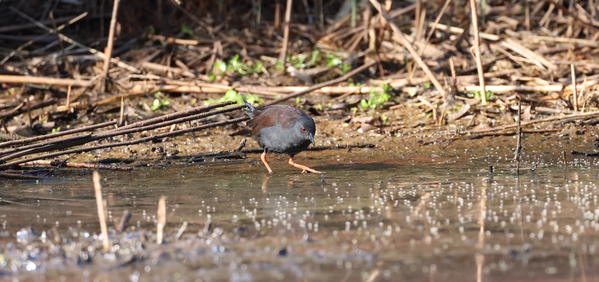 Spotless Crake - ML642518749