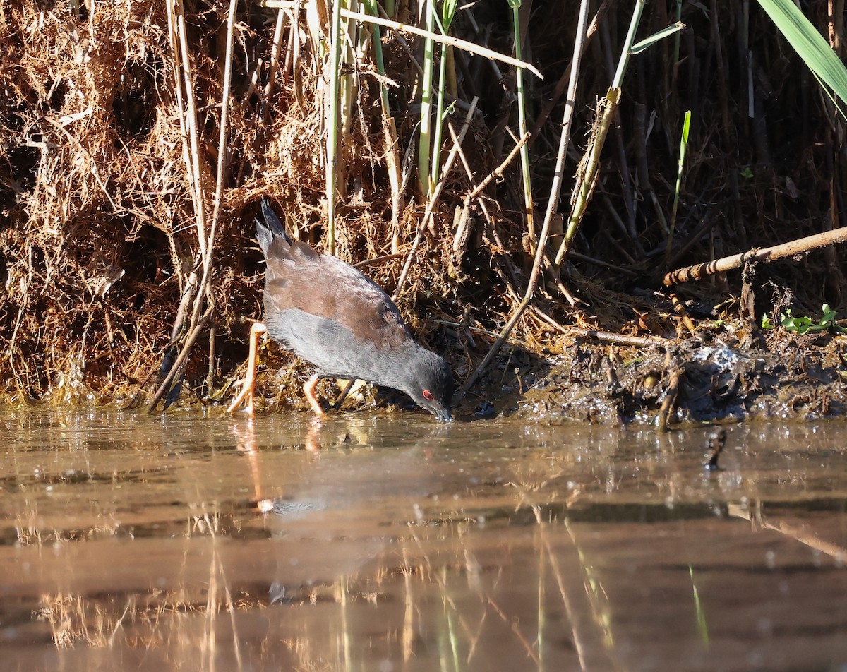 Spotless Crake - ML642518750