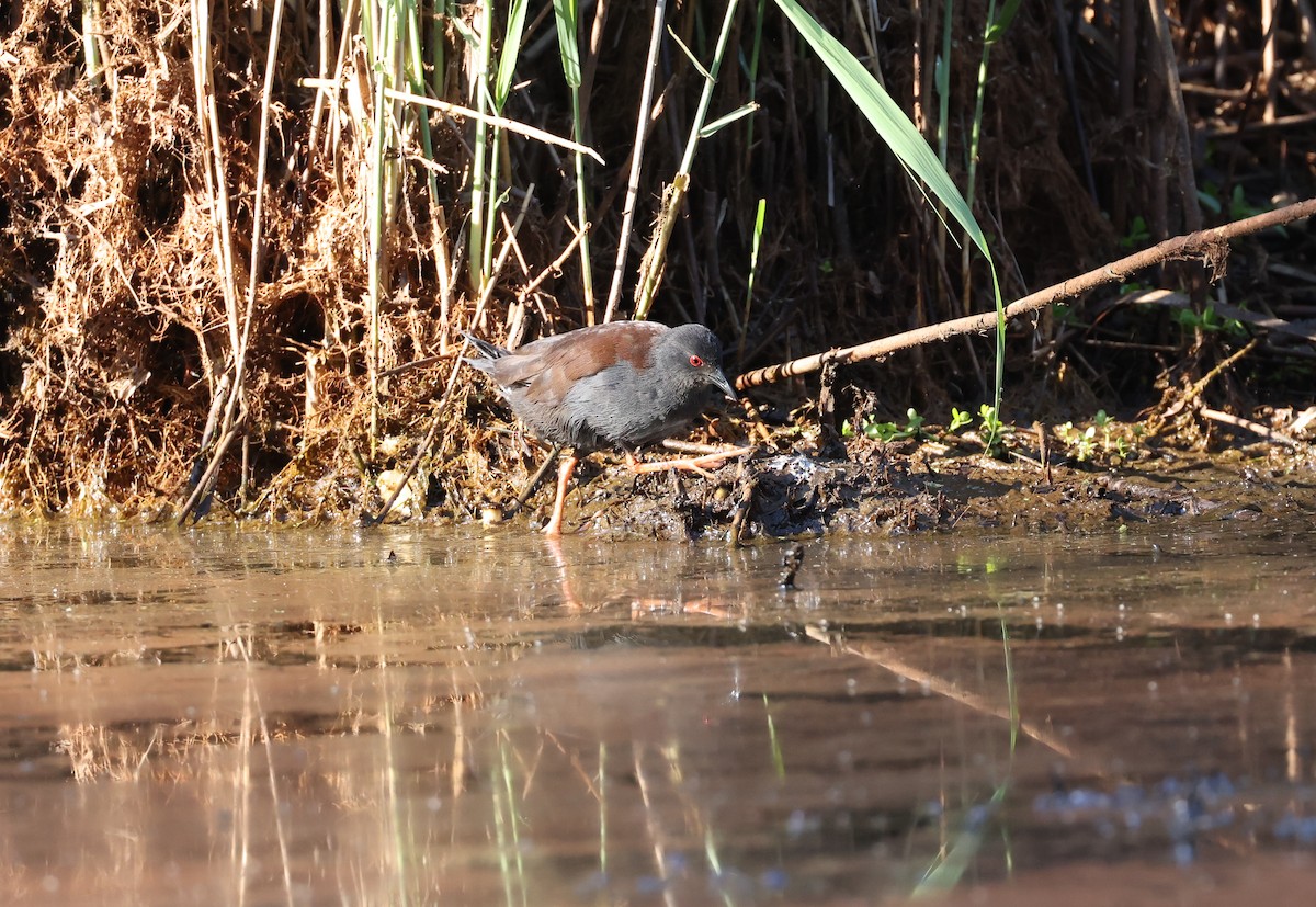 Spotless Crake - ML642518751