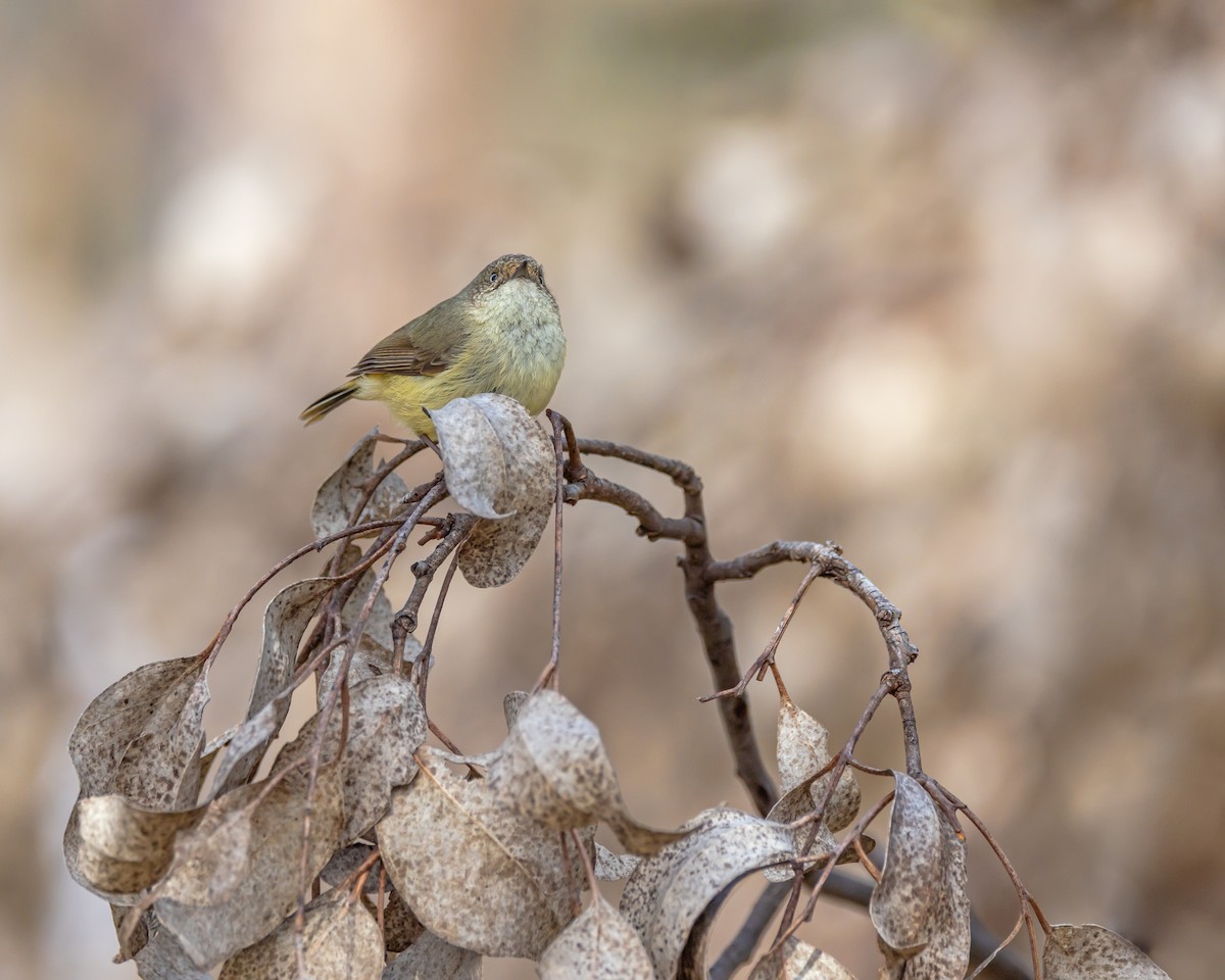 Buff-rumped Thornbill - ML642518768