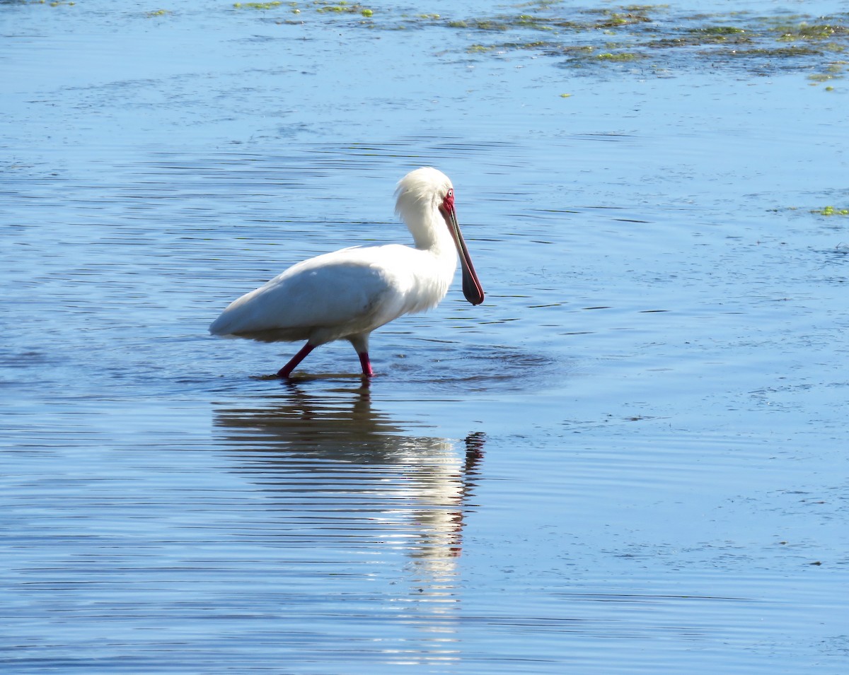African Spoonbill - ML642518769