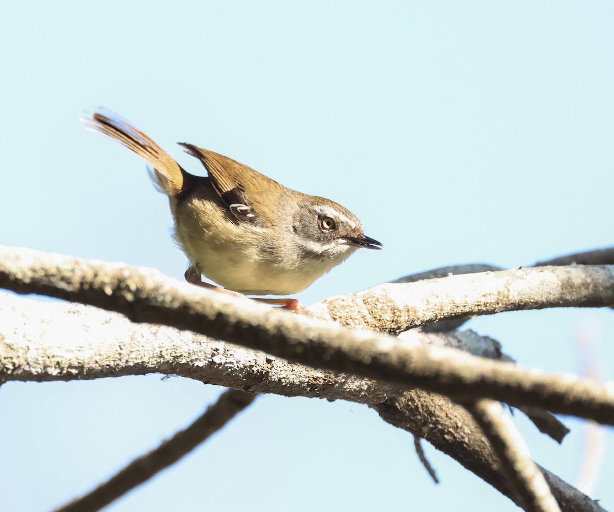 White-browed Scrubwren - ML642518779