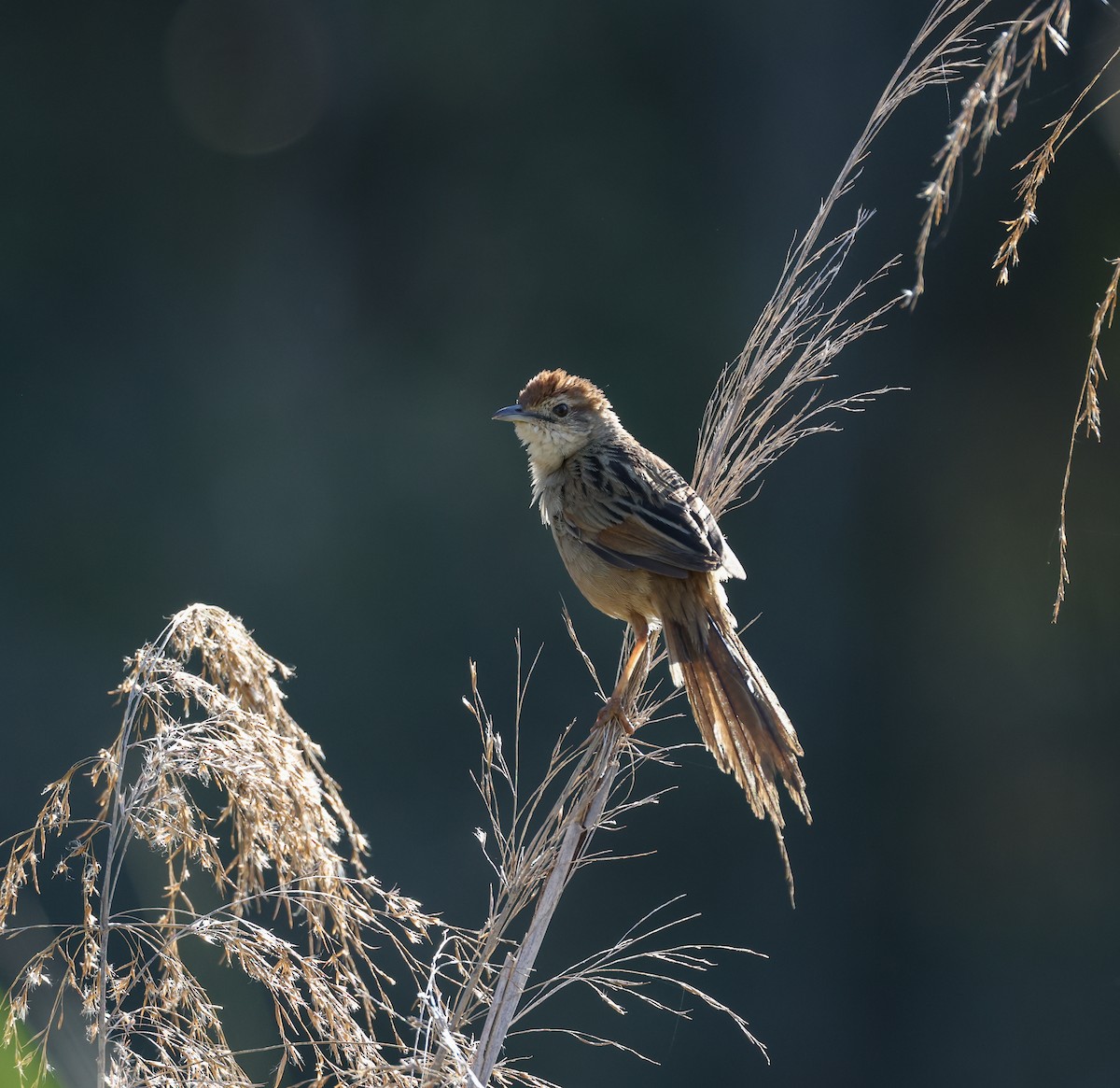 Tawny Grassbird - ML642518783
