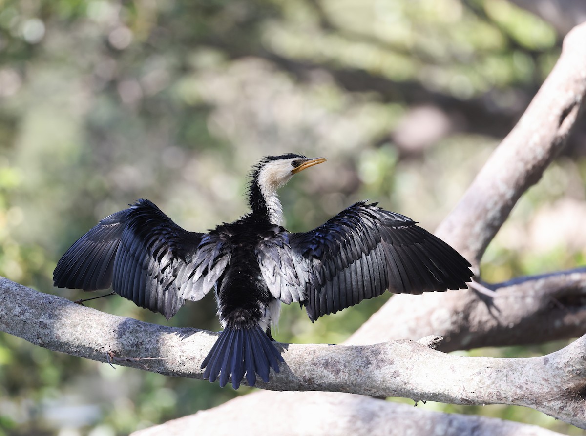 Little Pied Cormorant - ML642518796
