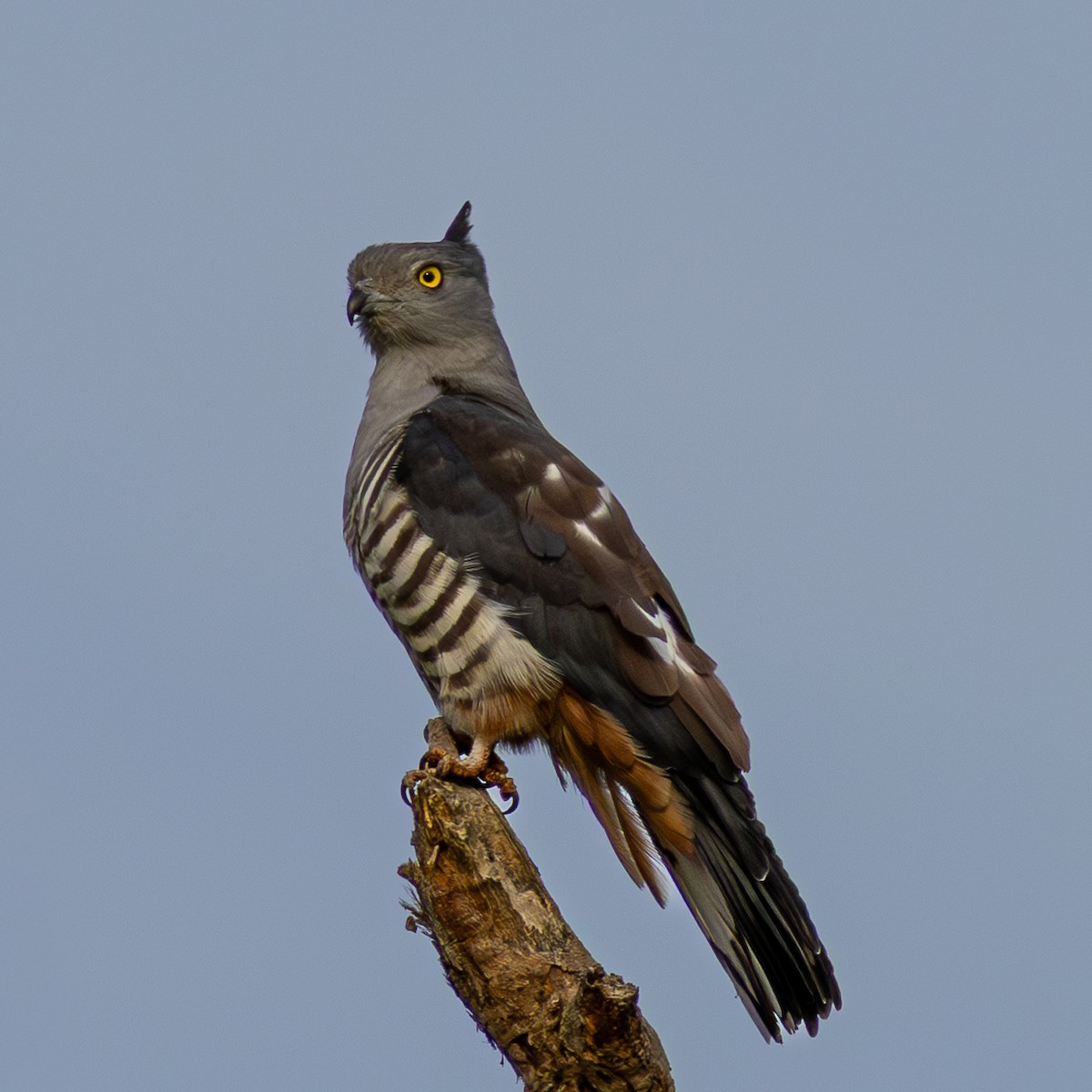 Pasifik Bazası - ML642518821