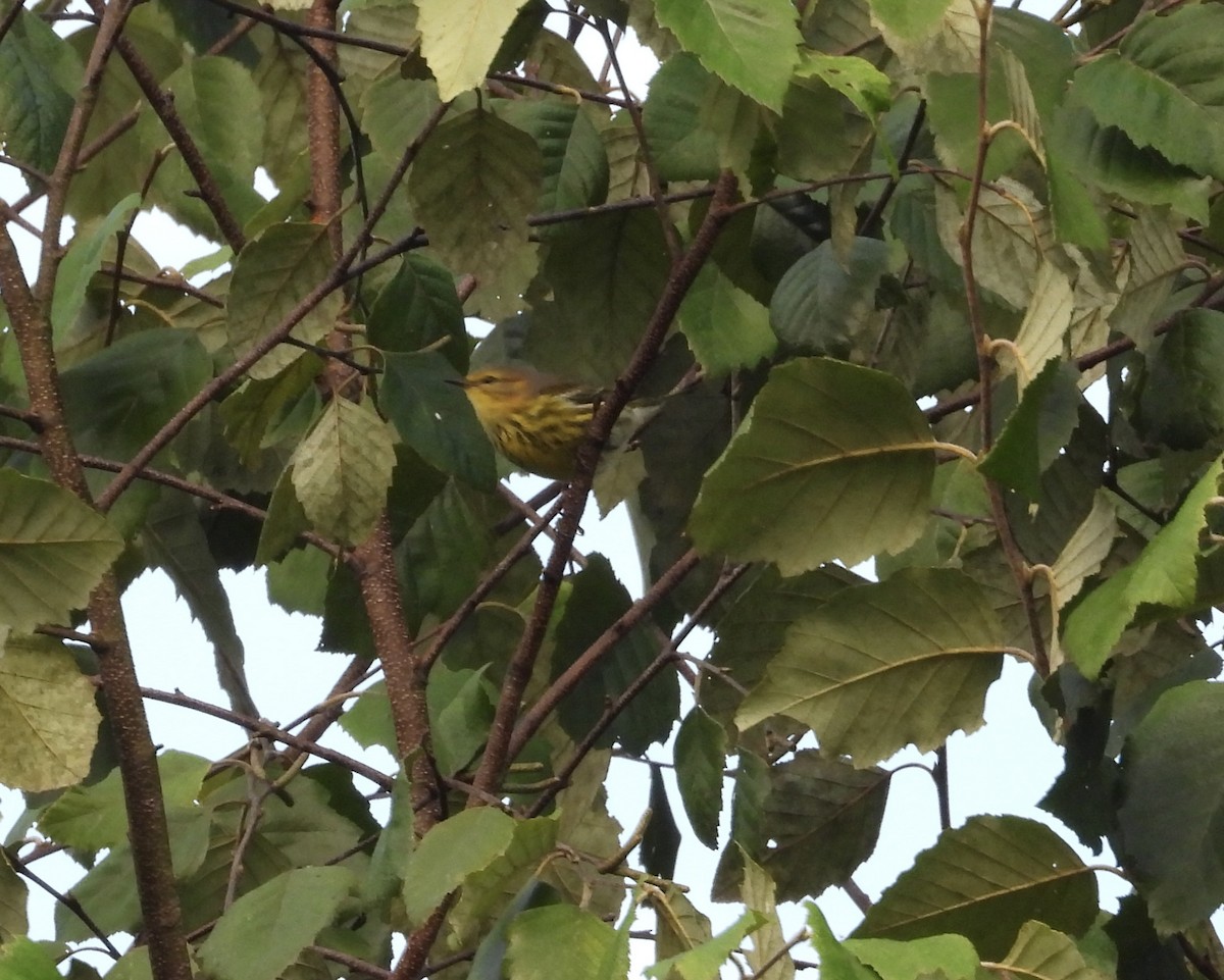 Cape May Warbler - ML642518847