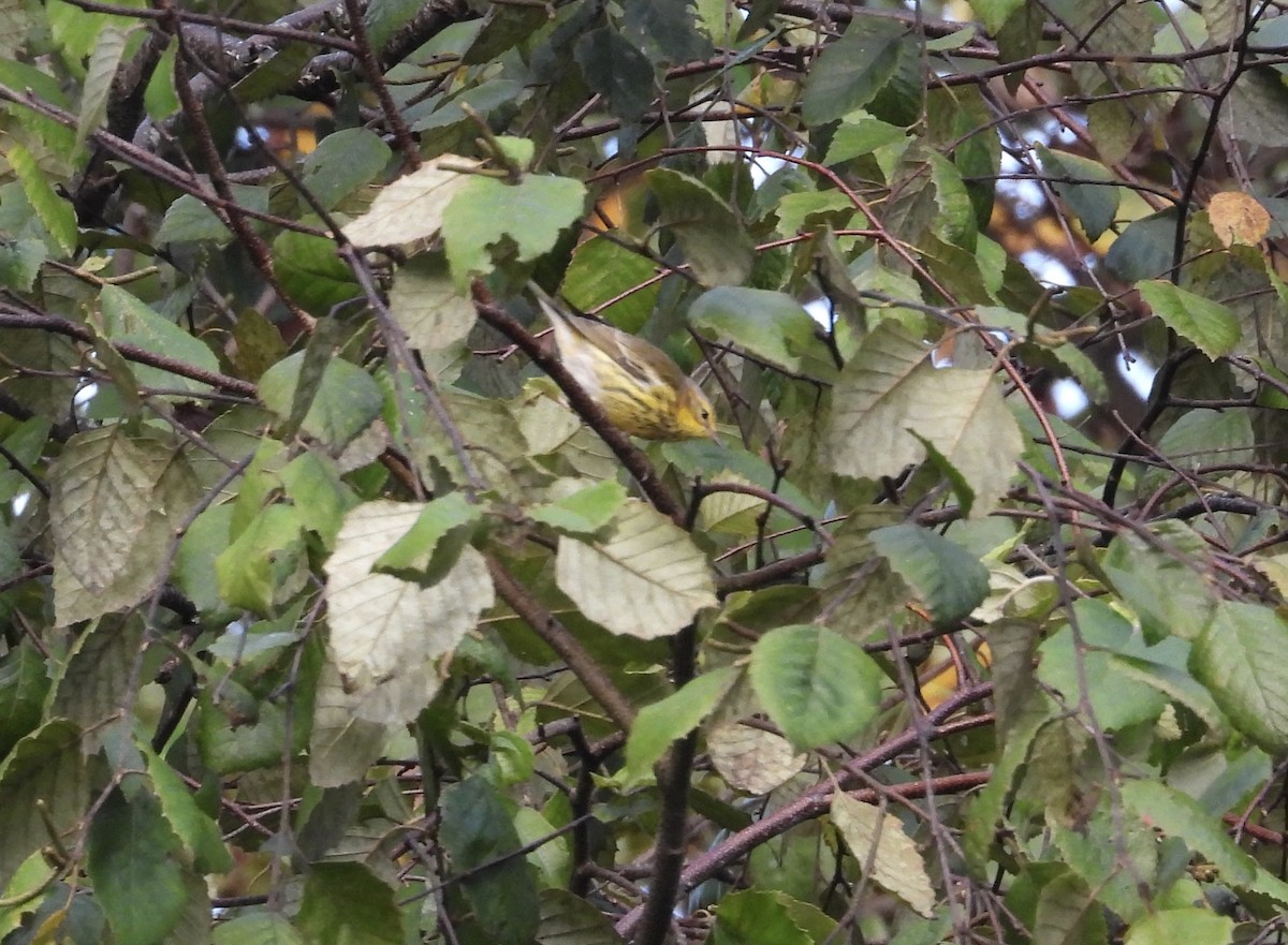 Cape May Warbler - ML642518851