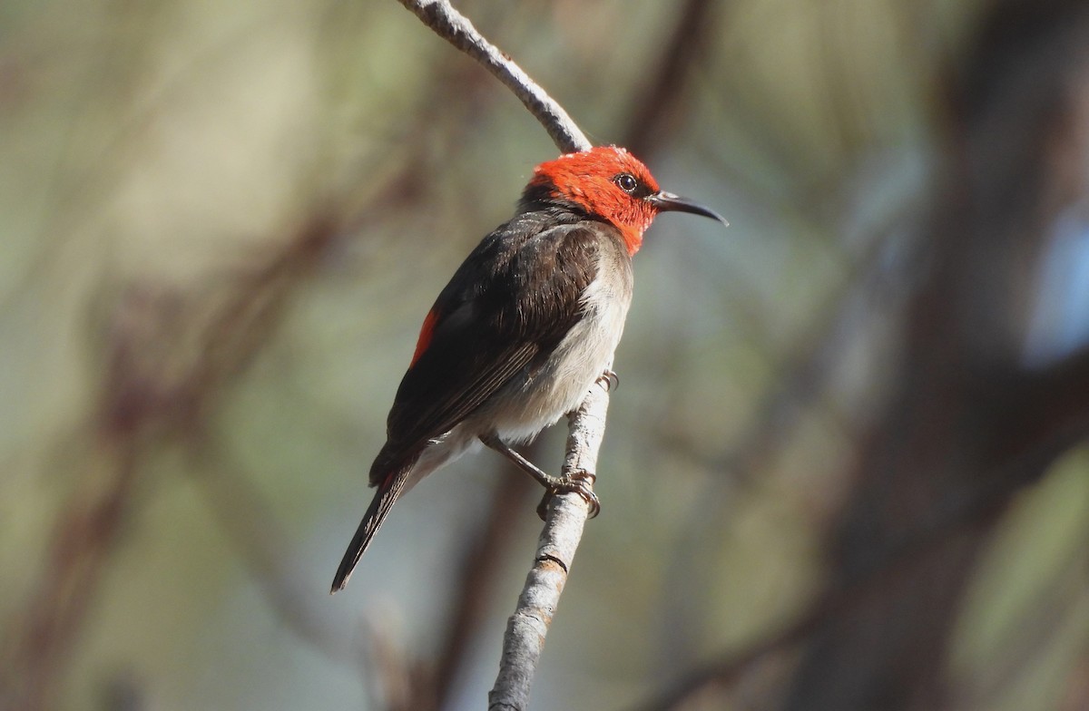 Red-headed Myzomela - ML642518874