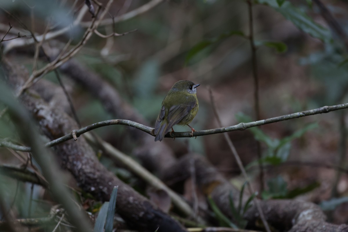 Pale-yellow Robin - ML642518883