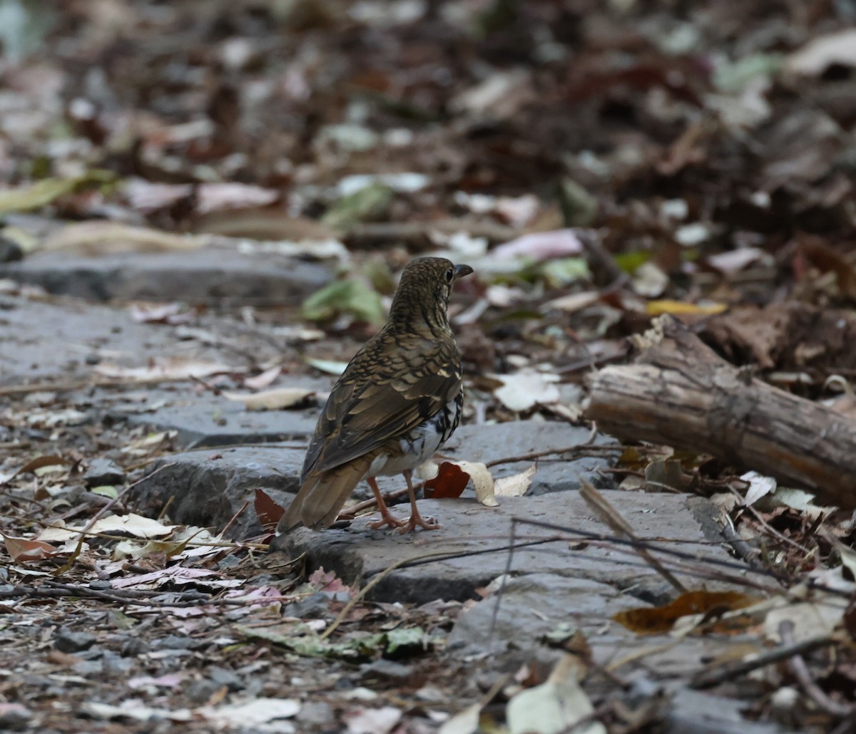 Russet-tailed Thrush - ML642518889