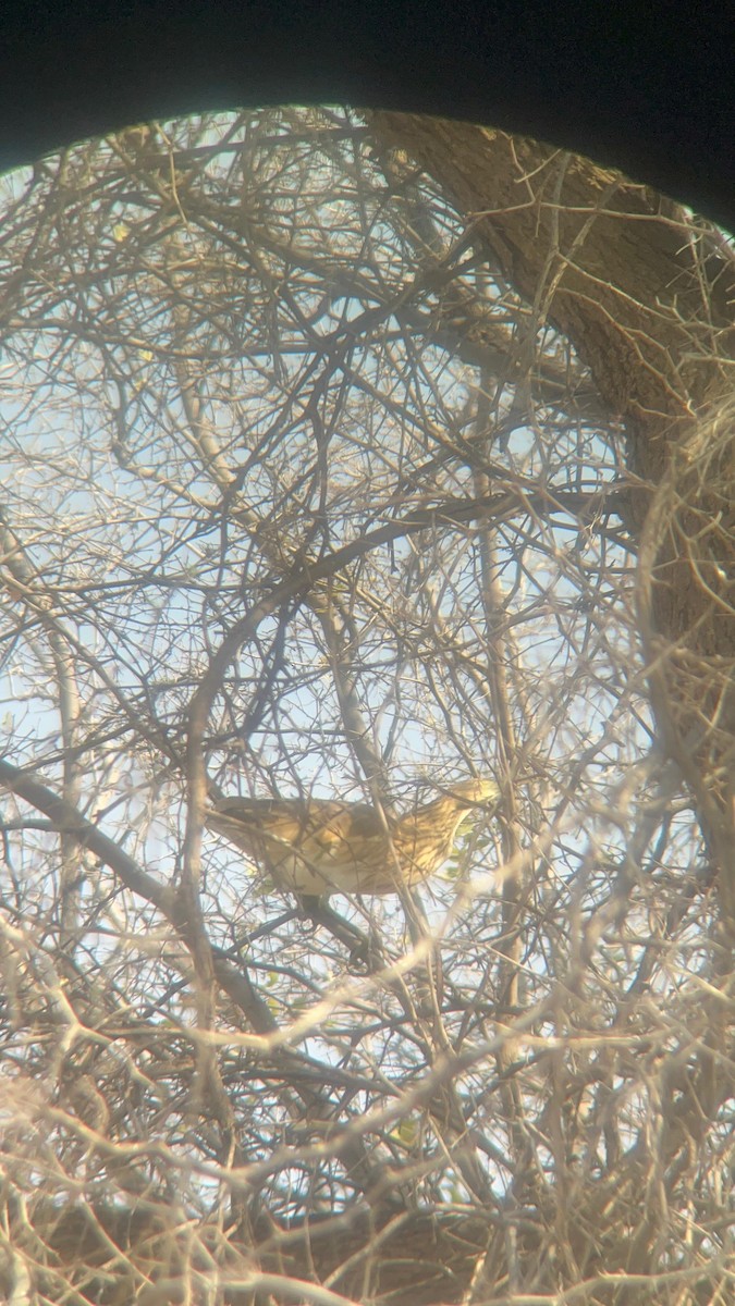 Squacco Heron - ML642518901