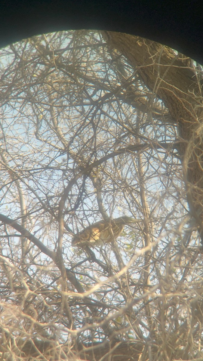 Squacco Heron - ML642518902