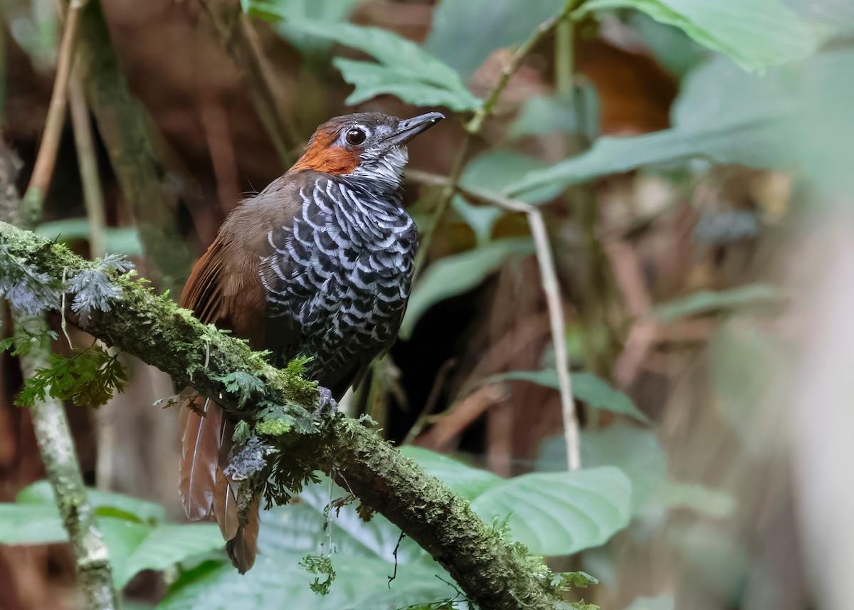 Marbled Wren-Babbler - ML642518903
